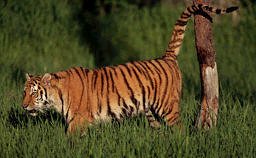 tigre-bengala.jpg (12544 bytes)