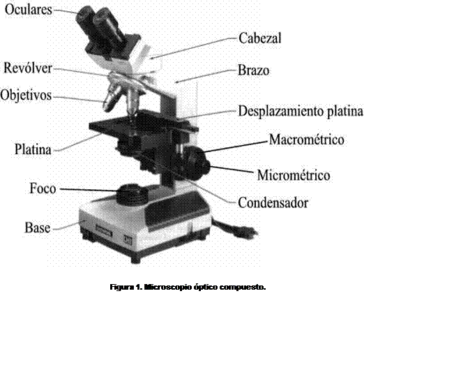 Dibujos de un microscopio y sus partes - Imagui