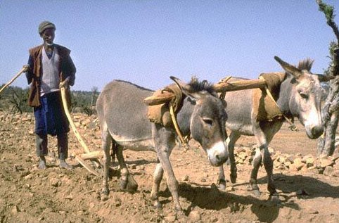 yunta-burros-etiopia.jpg (50332 bytes)
