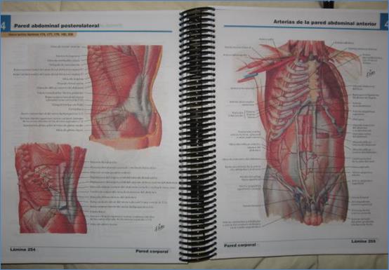 http://images03.olx.cl/ui/8/15/10/1283196007_116691510_1-Atlas-De-Anatomia-Netter-4edcd-Interacdvd-Libros-Medicina-Puente-alto-1283196007.jpg